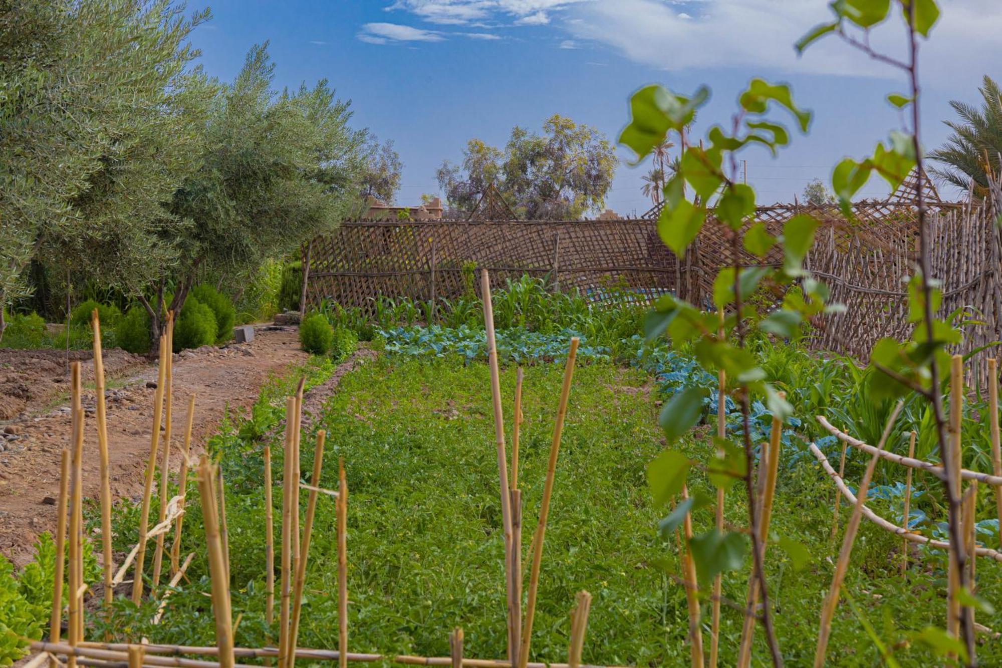 Maison D'Hote Amridil Skoura Exteriér fotografie