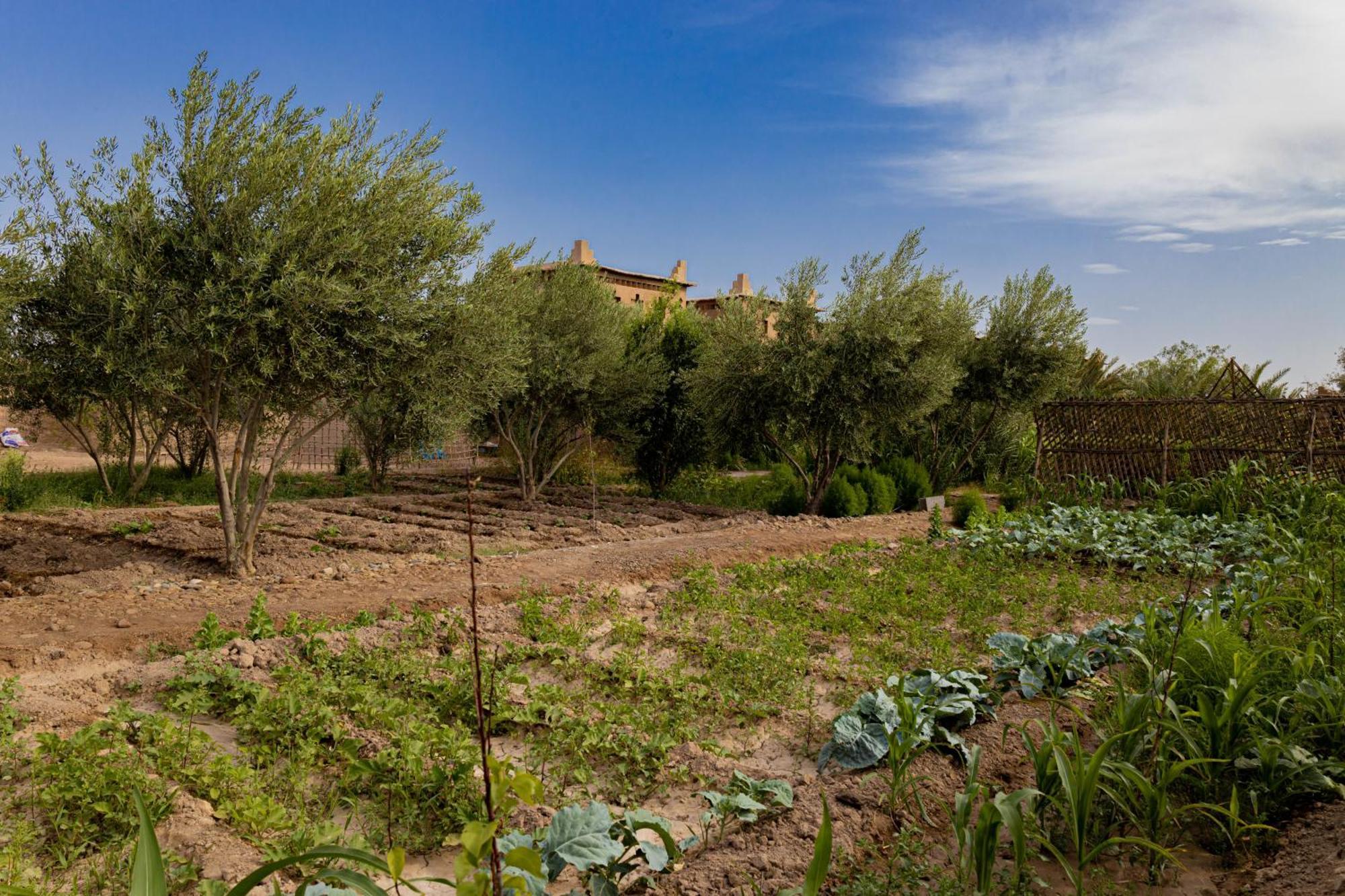 Maison D'Hote Amridil Skoura Exteriér fotografie
